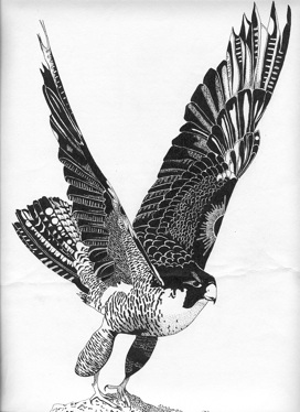 Peregrine-SW