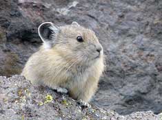 Pika Research
