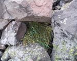 Haypile 1 opt2 