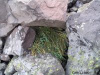 Haypile 1 opt2 