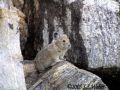 Pika10 opt2 
