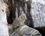 Pika10 opt2 