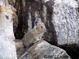 Pika10 opt2 