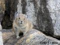 Pika1 opt2 