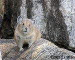 Pika1 opt2 