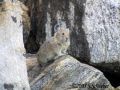 Pika2 opt2 