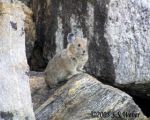 Pika2 opt2 