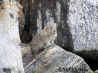 Pika2 opt2 