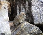 Pika3 opt2 
