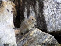 Pika3 opt2 