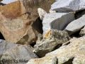 Pika5 opt2 