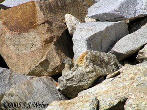 Pika5 opt2 