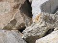 Pika7 opt2 