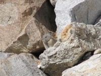 Pika7 opt2 
