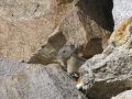 Pika8 opt2 