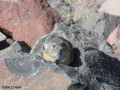 pika10MT