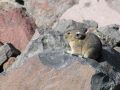 pika11MT