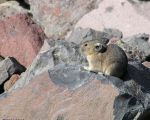 pika11MT
