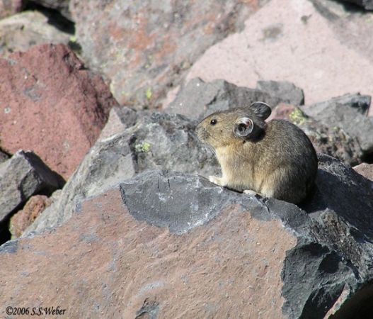 pika11MT