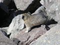 pika14MT