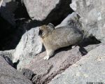 pika14MT