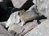 pika14MT