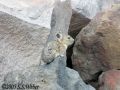 pika14mt opt2 