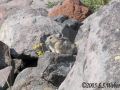 pika17mt opt2 