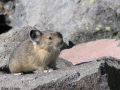pika18MT