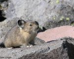 pika18MT