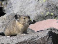 pika18MT