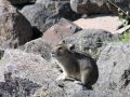 pika19MT