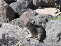 pika19MT