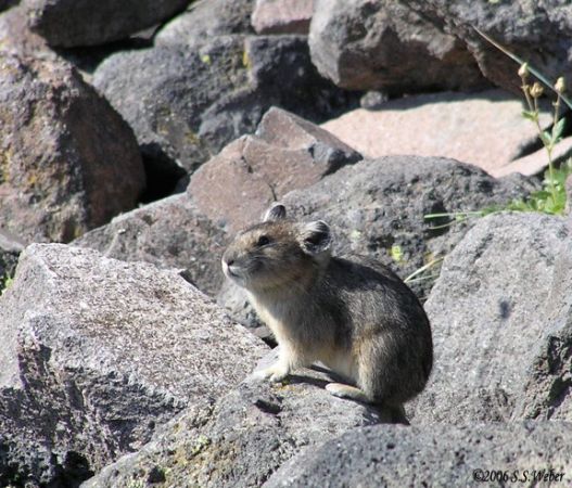 pika19MT