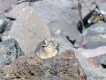 pika1MT