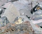 pika1MT