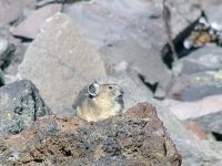 pika1MT