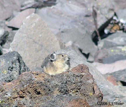 pika1MT