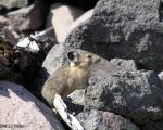 pika20MT
