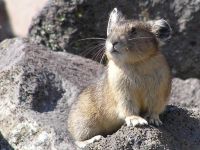 pika21MT