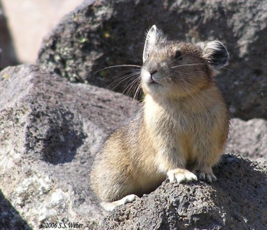 pika21MT