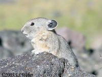 pika21mt opt2 