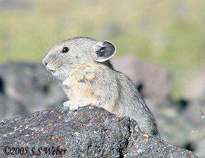 pika21mt opt2 