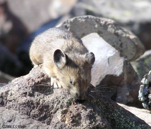 pika22MT