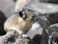 pika23MT