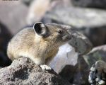 pika23MT