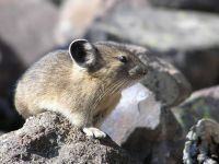 pika23MT