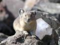 pika24MT