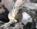 pika24MT