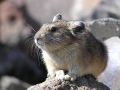 pika25MT
